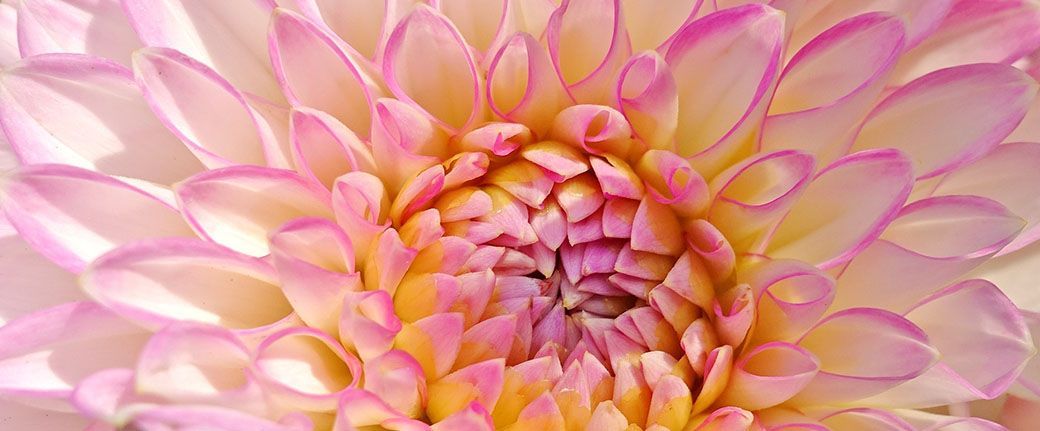 What is Beauty?