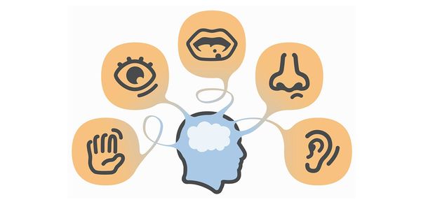 The Training of the Senses