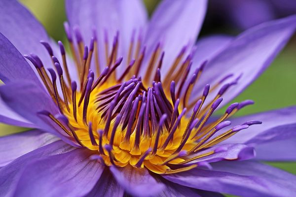 Gratitude Summary
