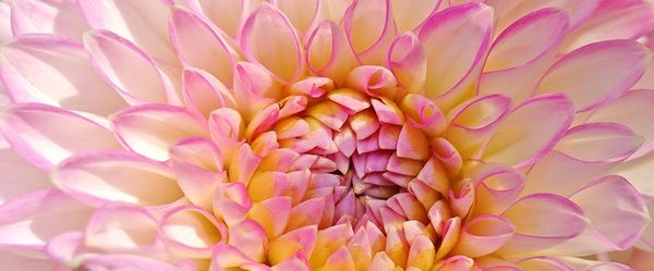 What is Beauty?