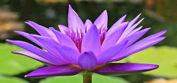 Blossom Like a Flower