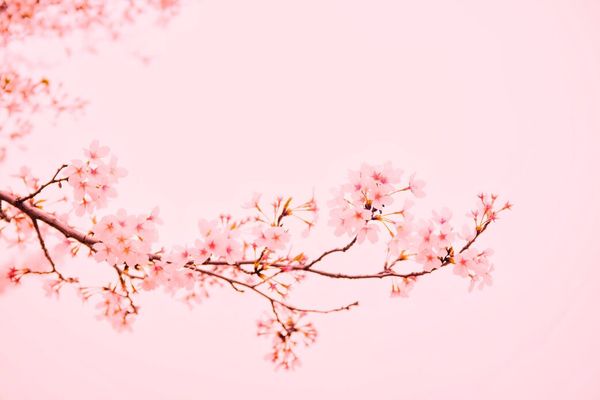 Blooming Beautifully