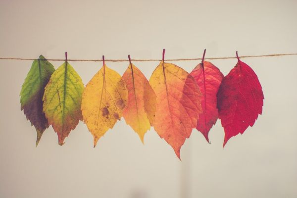 Delving into Discipline